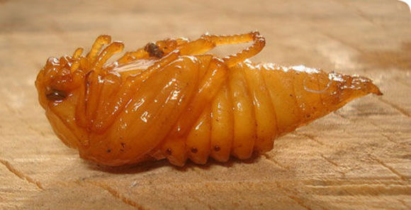 Image of Common cockchafer