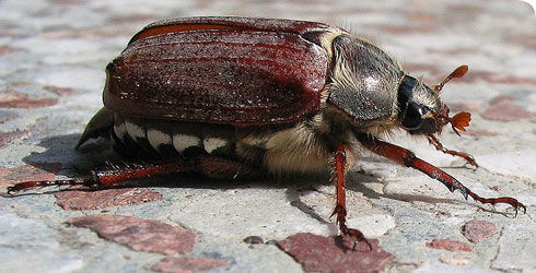 Image of Common cockchafer