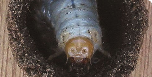 Image of Common cockchafer