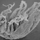 Image of Microdajus pectinatus Boxshall, Huys & Lincoln 1988
