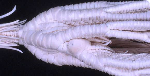 Image of Neocrinus decorus (Thomson 1864)