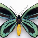 Image of Queen Alexandra's Birdwing