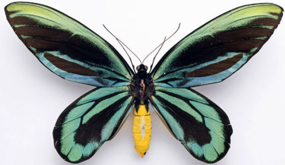 Слика од Ornithoptera alexandrae (Rothschild 1907)