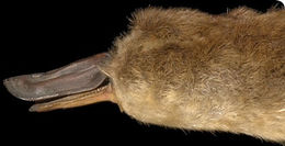 Image of Duck-billed Platypus