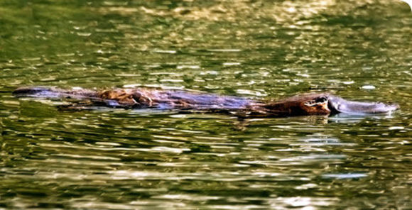 Image of Duck-billed Platypus