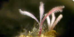 Image of Osedax mucofloris Glover, Kallstrom, Smith & Dahlgren 2005