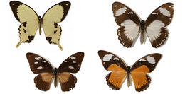 Imagem de Papilio dardanus Brown 1776