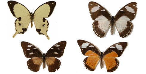 Imagem de Papilio dardanus Brown 1776