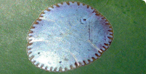 Image of <i>Paralecanium expansum</i>