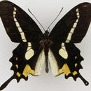 Imagem de Parides agavus (Drury 1782)