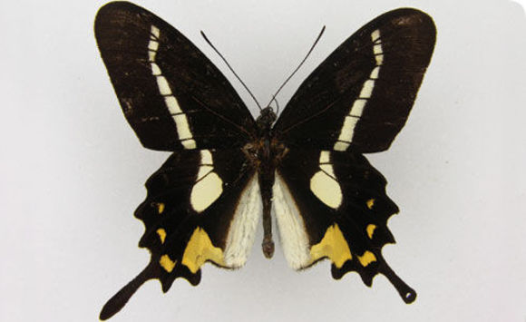 Image of Parides agavus (Drury 1782)