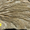 Image of <i>Pentacrinites fossilis</i>