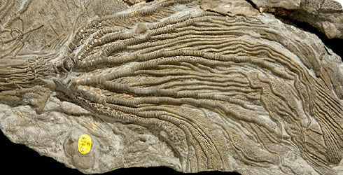 Image de <i>Pentacrinites fossilis</i>
