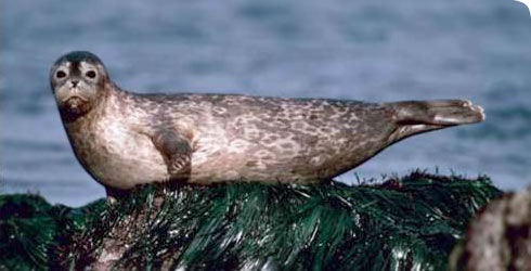 Image of common seal, harbour seal