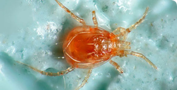 Image of Mite