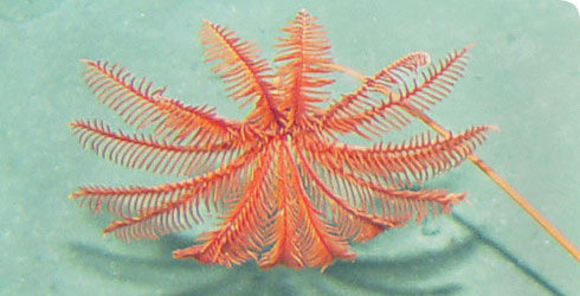 Image of Proisocrinus ruberrimus A. H. Clark 1910