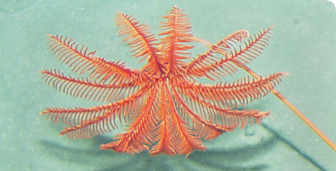 Image of Proisocrinus ruberrimus A. H. Clark 1910