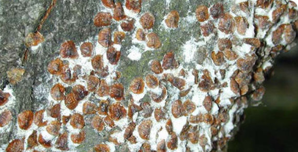 Image of Horse-chestnut Scale