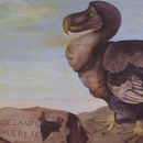 Image of Dodos