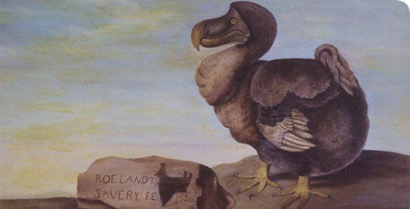 Image of true dodo