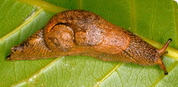 Image of ratnadvipia karui