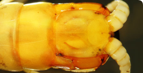 Image of scolopendropsis duplicata