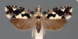 Image of Sorolopha bruneiregalis Tuck & Robinson 1994