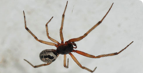 صورة Steatoda nobilis (Thorell 1875)