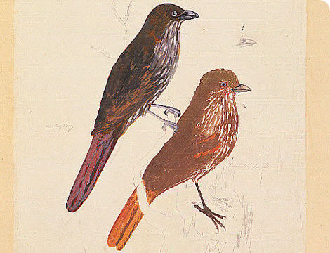 Image of New Zealand thrush (wattlebird)