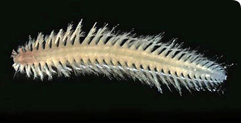 Image of <i>Vigtorniella ardabilia</i> Wiklund, Glover, Johannessen & Dahlgren 2009