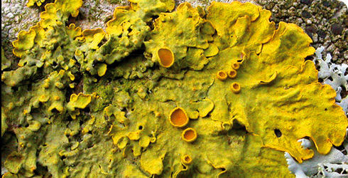 Imagem de Xanthoria parietina (L.) Beltr.