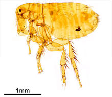 Sivun Xenopsylla cheopis (Rothschild 1903) kuva