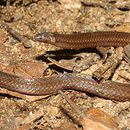 Image of <i>Xylophis stenorhynchus</i> Günther 1875