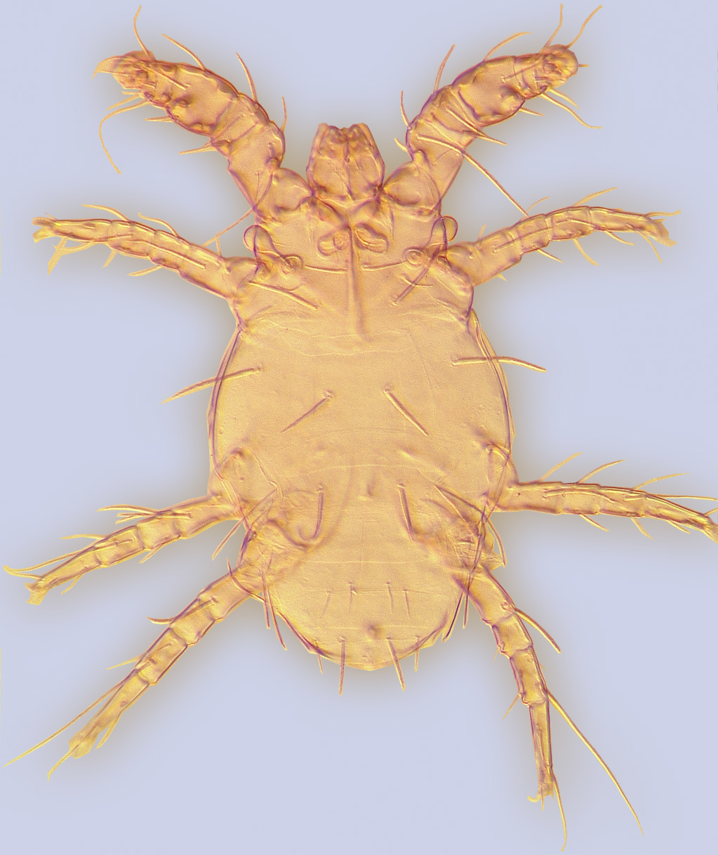 Image of Trochometridiidae