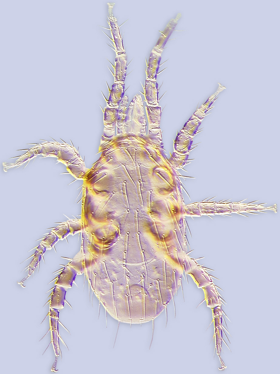 Image de <i>Garmania</i> (<i>Garmaniella</i>) <i>longisetosa</i>