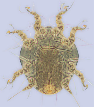 Image of <i>Sennertia</i> (<i>Amsennertia</i>) <i>frontalis</i>