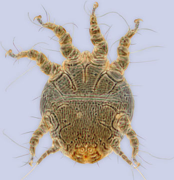 Image of <i>Chaetodactylus zachvatkini</i>