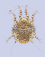 Слика од <i>Chaetodactylus gibbosi</i>