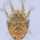 Imagem de <i>Horstiella concentrica</i>