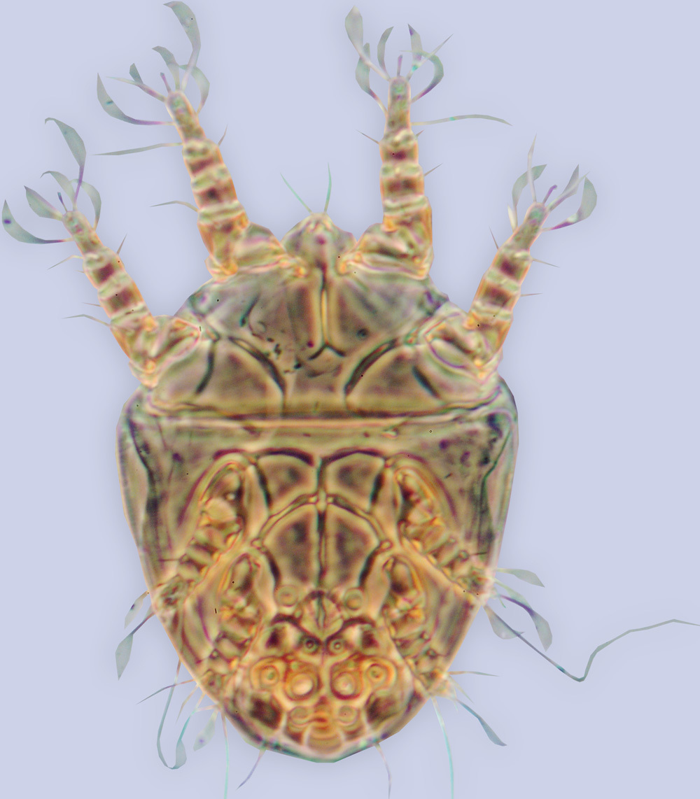 Image of <i>Horstiella concentrica</i>
