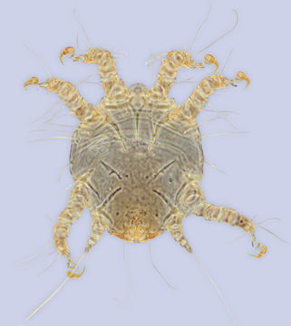 Image of <i>Senertia ignota</i>