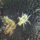 Image of Neocheletophyes