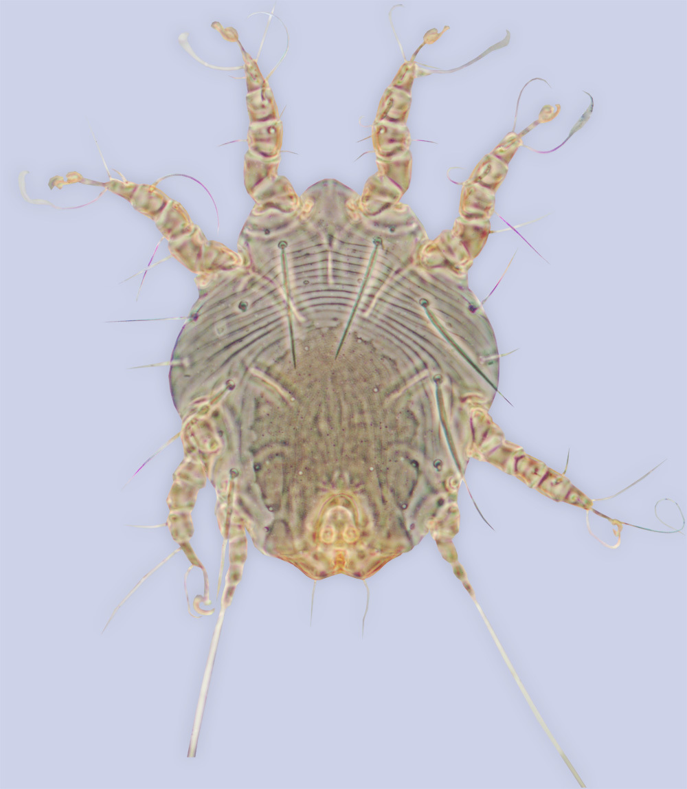 Image of <i><i>Sennertia</i></i> (Sennertia) <i>hipposiderus</i>