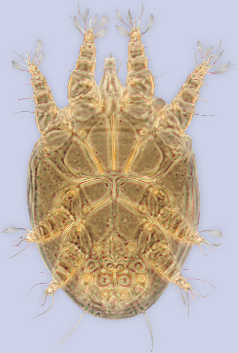 Image of Ctenocolletacarus