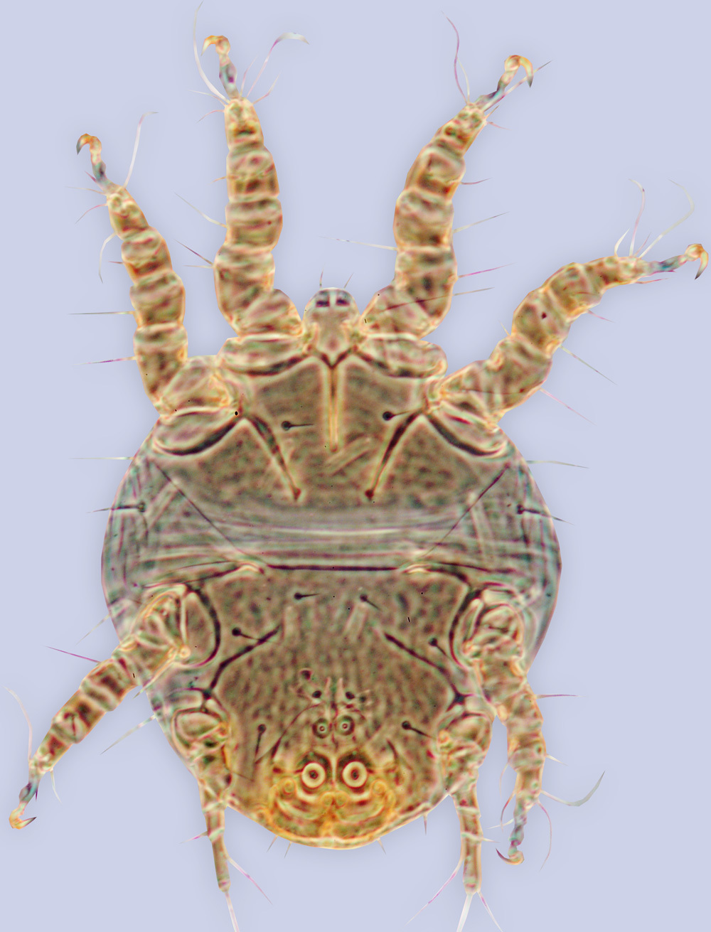 <i><i>Chaetodactylus</i></i> (Chaetodactylus) <i>ludwigi</i> resmi