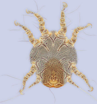 Image of ?Trichodactylus xylocopae