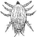 Image of <i>Urozercon melittophilus</i>