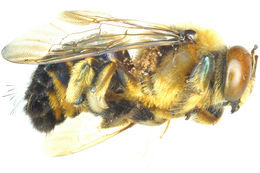 Image of <i>Sennertia loricata</i>