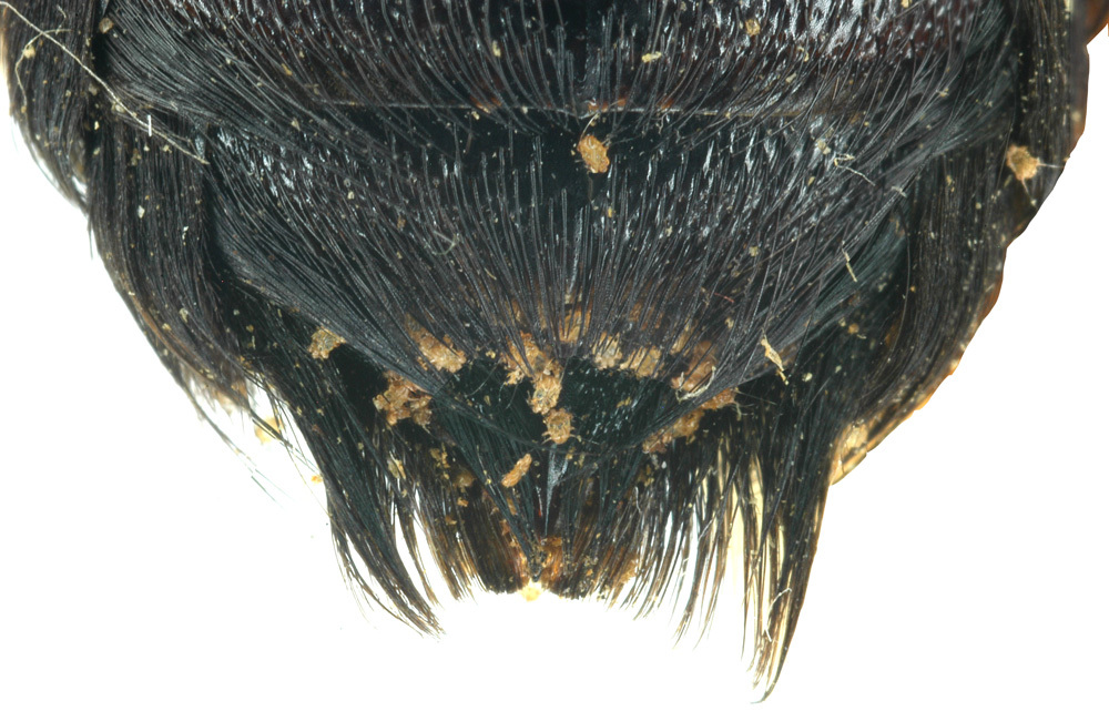 Image of <i>Sennertia</i> (<i>Spinosennertia</i>) <i>argentina</i>