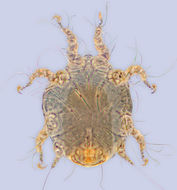 Image of <i>Sennertia pirata</i>